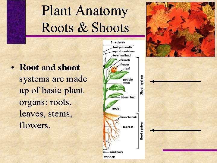 Plant Anatomy Roots & Shoots • Root and shoot systems are made up of