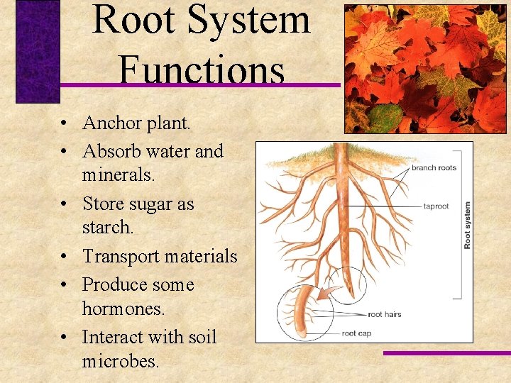 Root System Functions • Anchor plant. • Absorb water and minerals. • Store sugar