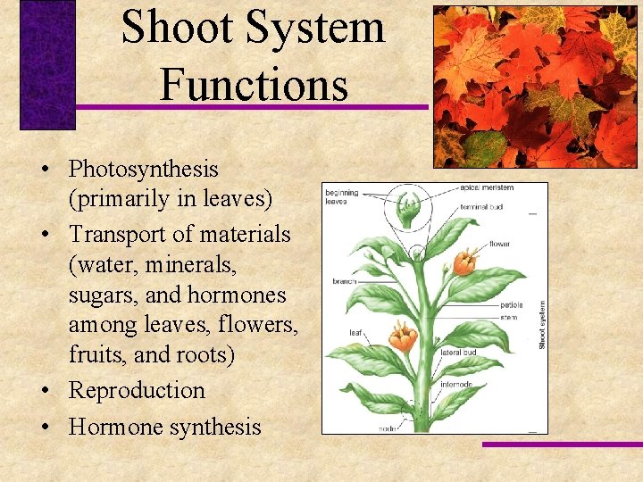 Shoot System Functions • Photosynthesis (primarily in leaves) • Transport of materials (water, minerals,