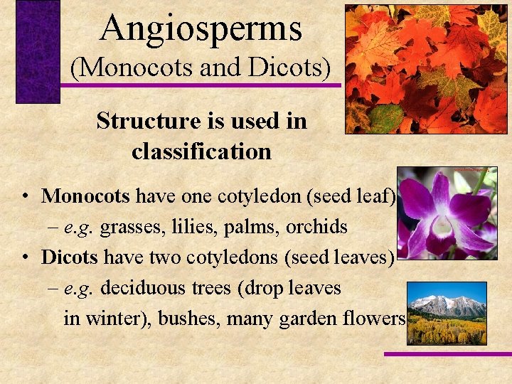 Angiosperms (Monocots and Dicots) Structure is used in classification • Monocots have one cotyledon