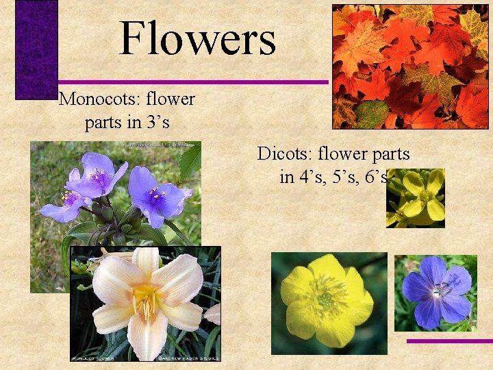 Flowers Monocots: flower parts in 3’s Dicots: flower parts in 4’s, 5’s, 6’s 