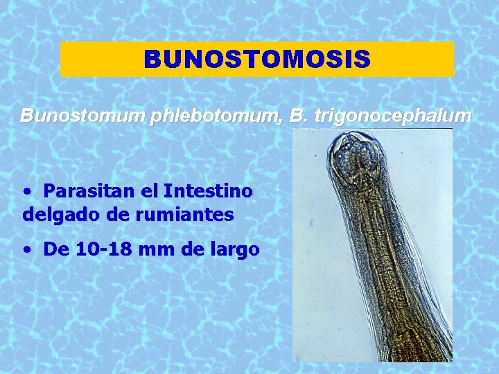 BUNOSTOMOSIS Bunostomum phlebotomum, B. trigonocephalum • Parasitan el Intestino delgado de rumiantes • De