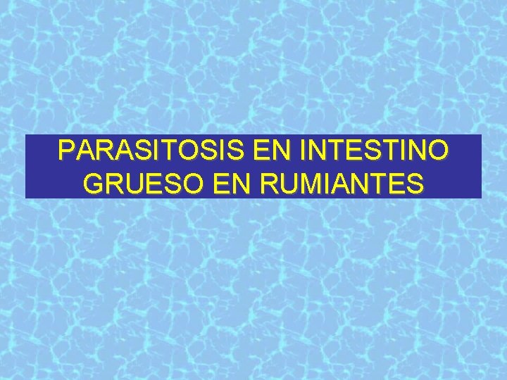 PARASITOSIS EN INTESTINO GRUESO EN RUMIANTES 