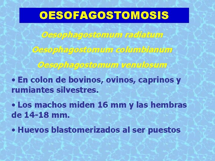 OESOFAGOSTOMOSIS Oesophagostomum radiatum Oesophagostomum columbianum Oesophagostomum venulosum • En colon de bovinos, caprinos y