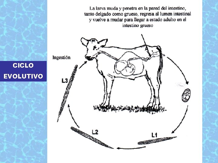 CICLO EVOLUTIVO 