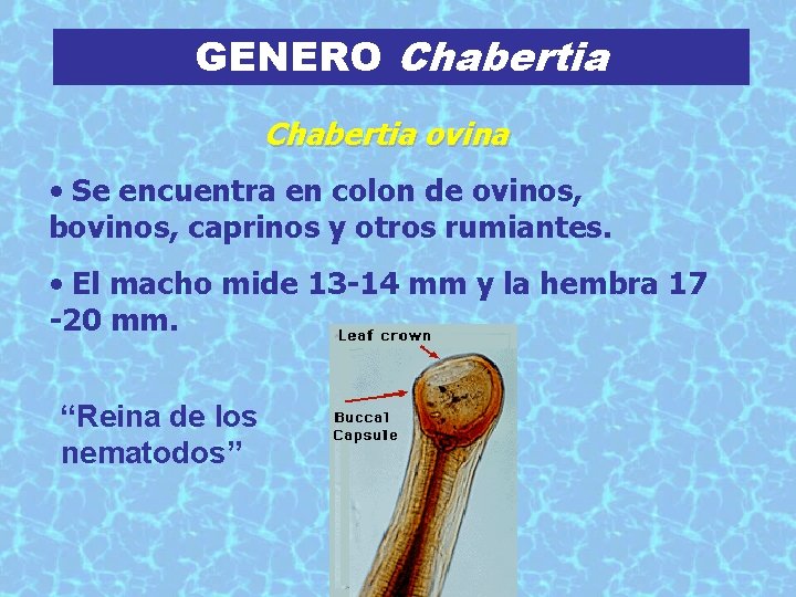 GENERO Chabertia ovina • Se encuentra en colon de ovinos, bovinos, caprinos y otros