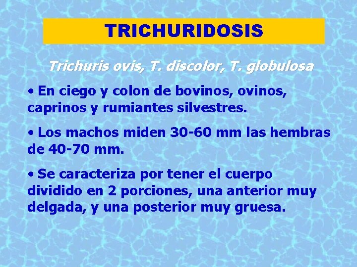 TRICHURIDOSIS Trichuris ovis, T. discolor, T. globulosa • En ciego y colon de bovinos,