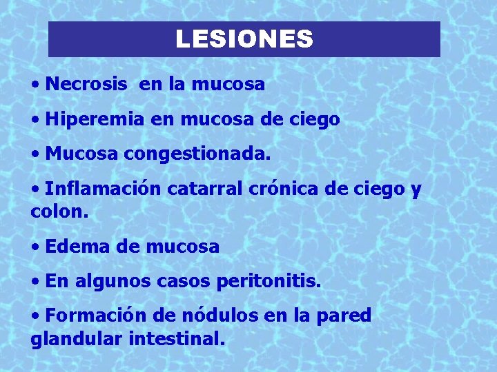 LESIONES • Necrosis en la mucosa • Hiperemia en mucosa de ciego • Mucosa