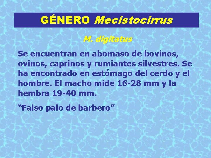 GÉNERO Mecistocirrus M. digitatus Se encuentran en abomaso de bovinos, caprinos y rumiantes silvestres.