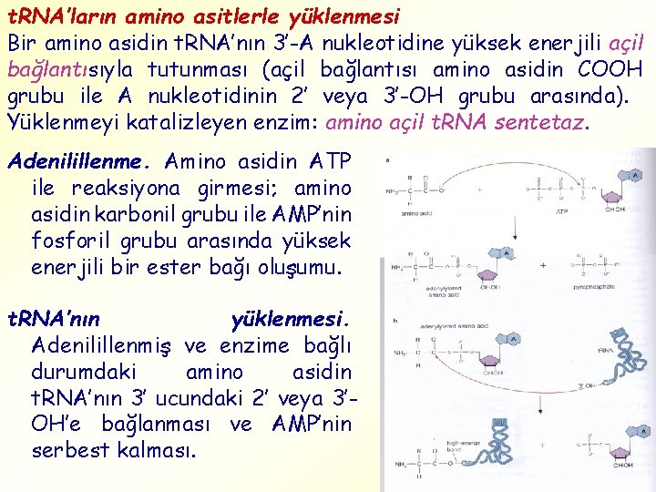 t. RNA’ların amino asitlerle yüklenmesi Bir amino asidin t. RNA’nın 3’-A nukleotidine yüksek enerjili