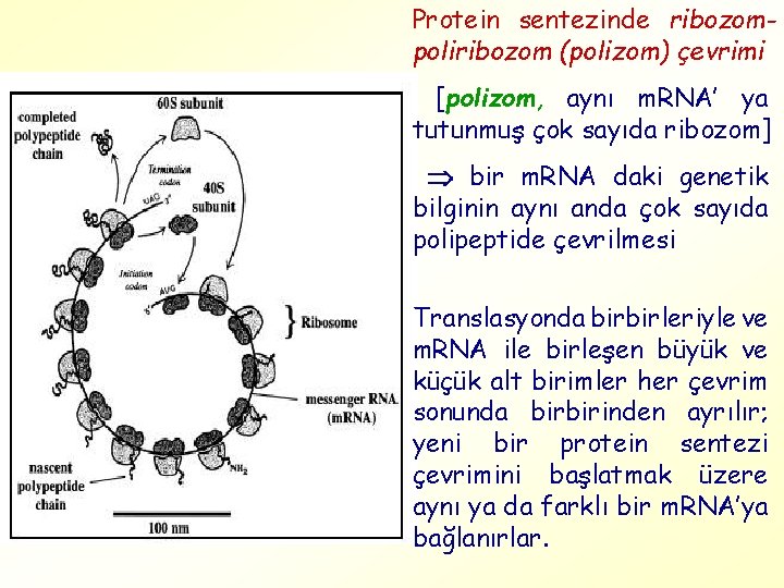 Protein sentezinde ribozompoliribozom (polizom) çevrimi [polizom, aynı m. RNA’ ya tutunmuş çok sayıda ribozom]