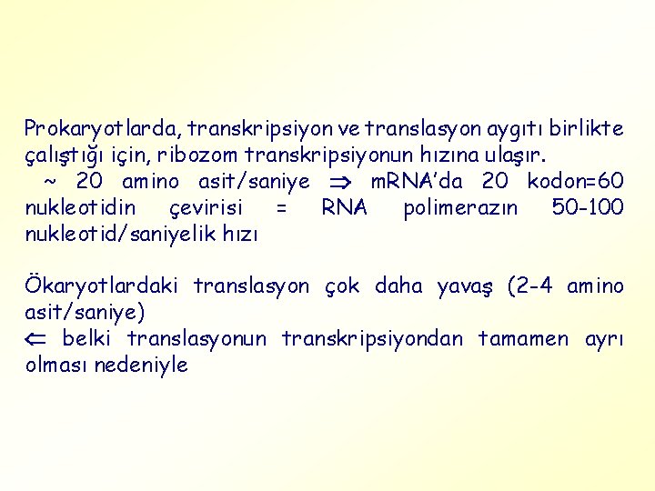 Prokaryotlarda, transkripsiyon ve translasyon aygıtı birlikte çalıştığı için, ribozom transkripsiyonun hızına ulaşır. ~ 20