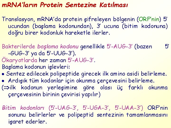 m. RNA’ların Protein Sentezine Katılması Translasyon, m. RNA’da protein şifreleyen bölgenin (ORF’nin) 5’ ucundan