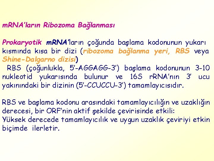 m. RNA’ların Ribozoma Bağlanması Prokaryotik m. RNA’ların çoğunda başlama kodonunun yukarı kısmında kısa bir