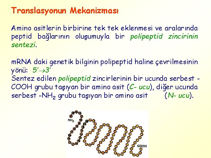 Translasyonun Mekanizması Amino asitlerin birbirine tek eklenmesi ve aralarında peptid bağlarının oluşumuyla bir polipeptid