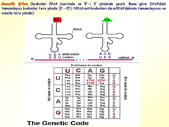 Genetik Şifre (kodonlar RNA üzerinde ve 5’ 3’ yönünde yazılı. Buna göre DNA’daki tamamlayıcı