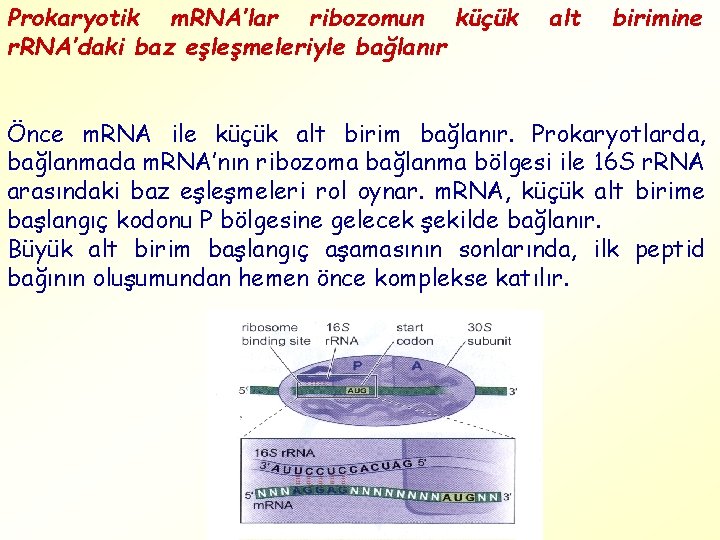 Prokaryotik m. RNA’lar ribozomun küçük r. RNA’daki baz eşleşmeleriyle bağlanır alt birimine Önce m.