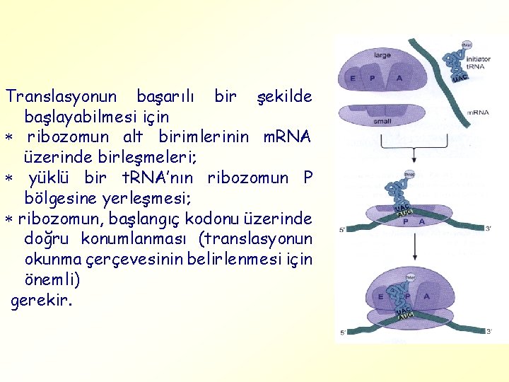 Translasyonun başarılı bir şekilde başlayabilmesi için ribozomun alt birimlerinin m. RNA üzerinde birleşmeleri; yüklü