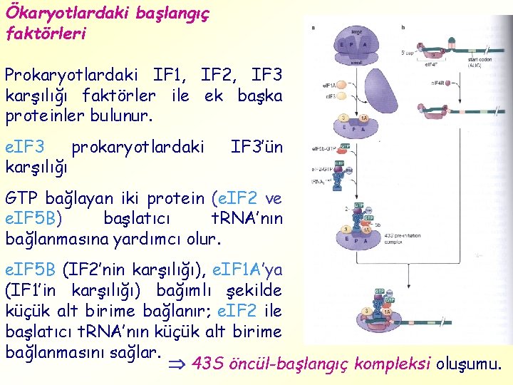 Ökaryotlardaki başlangıç faktörleri Prokaryotlardaki IF 1, IF 2, IF 3 karşılığı faktörler ile ek