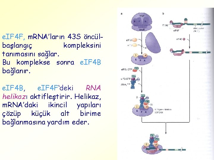 e. IF 4 F, m. RNA’ların 43 S öncülbaşlangıç kompleksini tanımasını sağlar. Bu komplekse