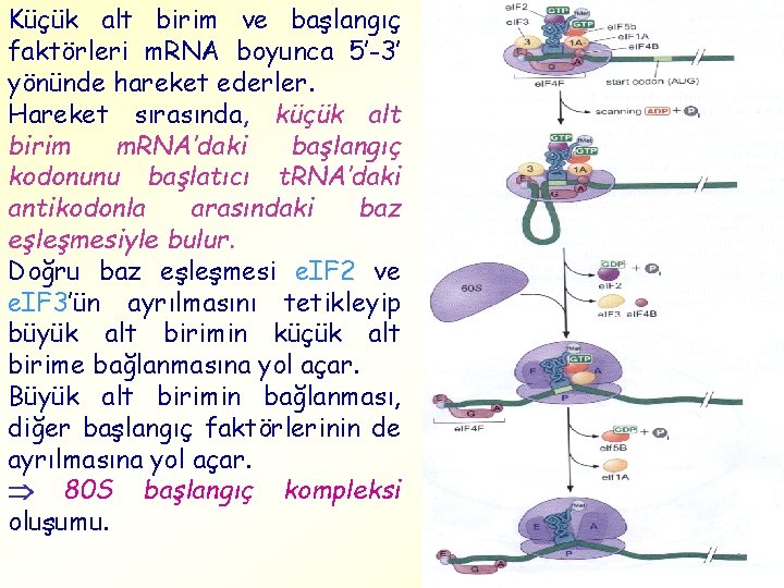 Küçük alt birim ve başlangıç faktörleri m. RNA boyunca 5’-3’ yönünde hareket ederler. Hareket