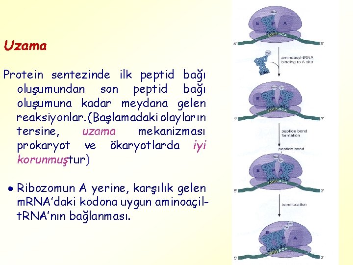 Uzama Protein sentezinde ilk peptid bağı oluşumundan son peptid bağı oluşumuna kadar meydana gelen