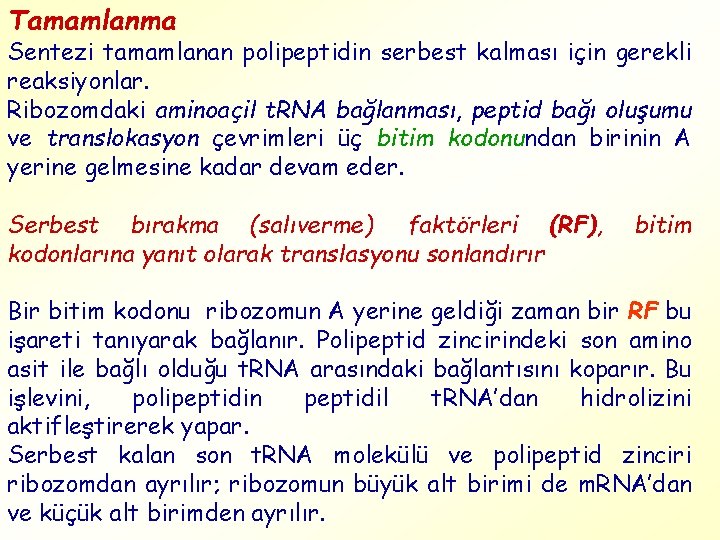 Tamamlanma Sentezi tamamlanan polipeptidin serbest kalması için gerekli reaksiyonlar. Ribozomdaki aminoaçil t. RNA bağlanması,