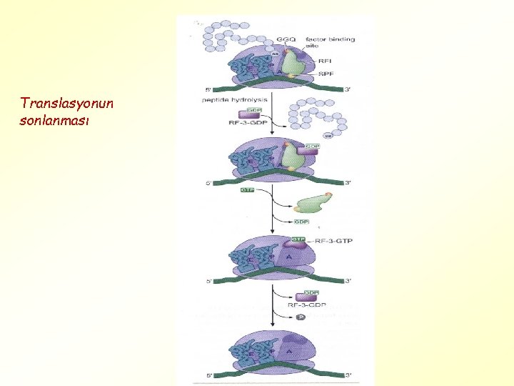 Translasyonun sonlanması 