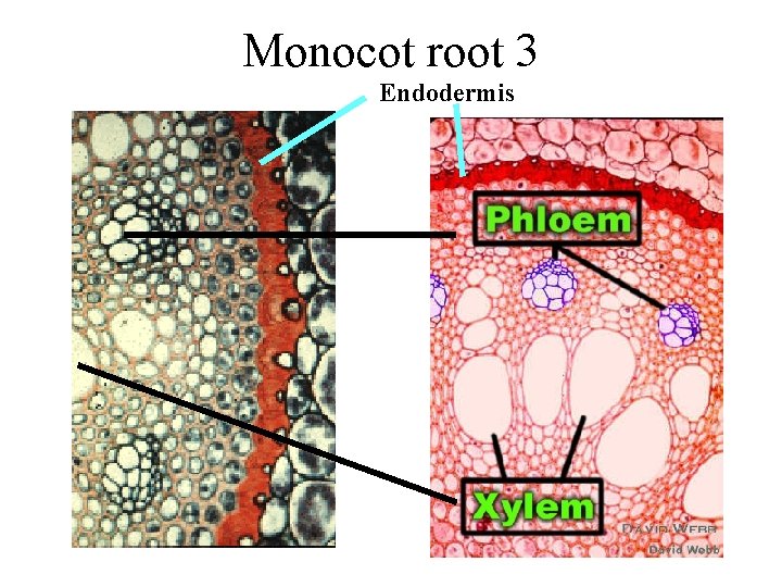 Monocot root 3 Endodermis 