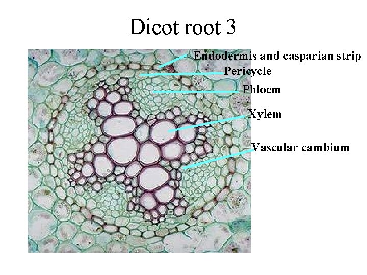 Dicot root 3 Endodermis and casparian strip Pericycle Phloem Xylem Vascular cambium 