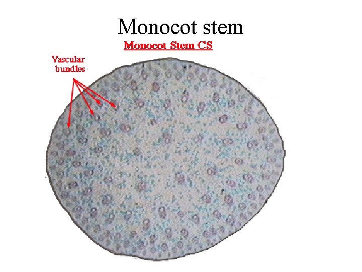 Monocot stem Monocot stem