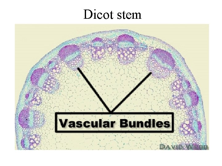 Dicot stem 