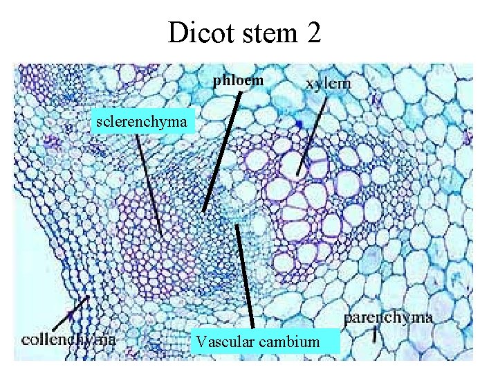 Dicot stem 2 phloem sclerenchyma Vascular cambium 