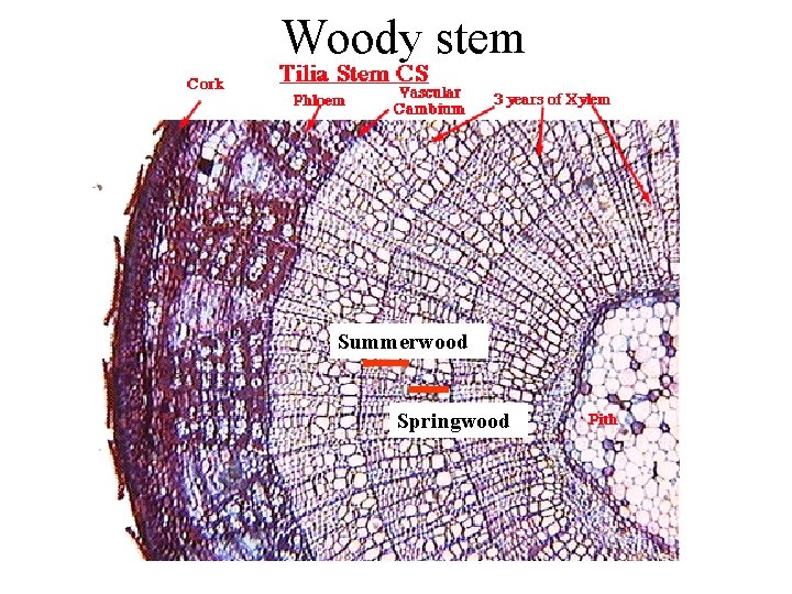 Woody stem Summerwood Springwood 