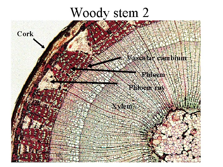 Woody stem 2 Cork Vascular cambium Phloem ray Xylem Woody stem 2 Cork Vascular cambium Phloem ray Xylem