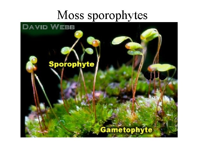 Moss sporophytes Moss sporophytes
