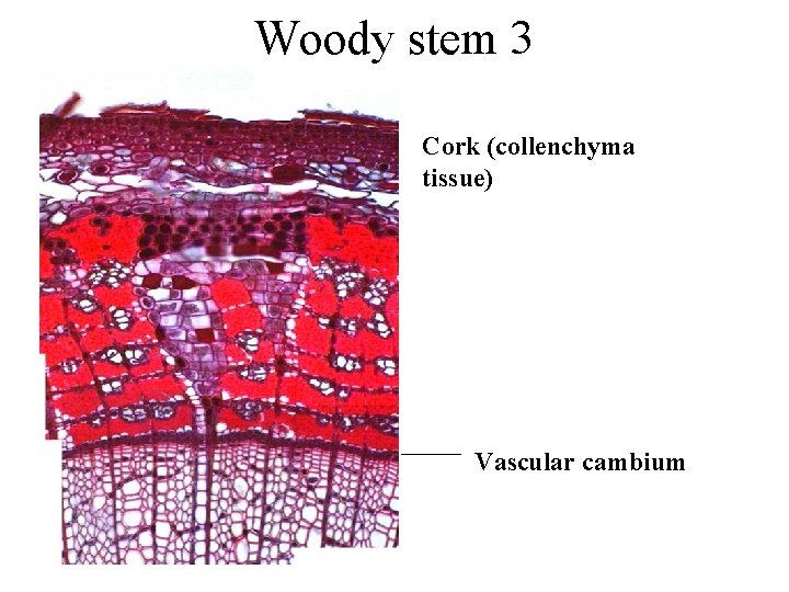 Woody stem 3 Cork (collenchyma tissue) Vascular cambium 