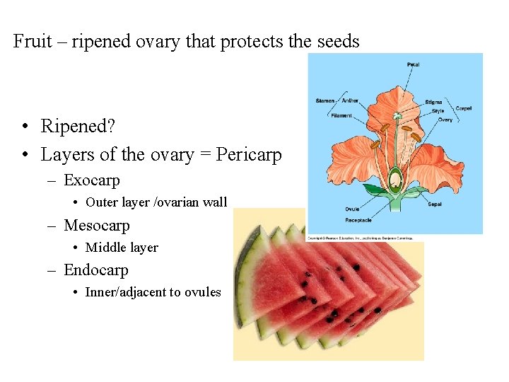 Fruit – ripened ovary that protects the seeds • Ripened? • Layers of the