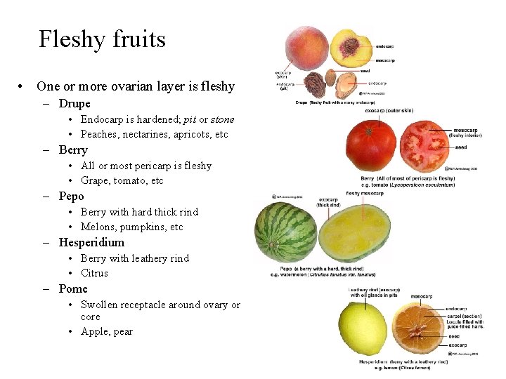 Fleshy fruits • One or more ovarian layer is fleshy – Drupe • Endocarp Fleshy fruits • One or more ovarian layer is fleshy – Drupe • Endocarp