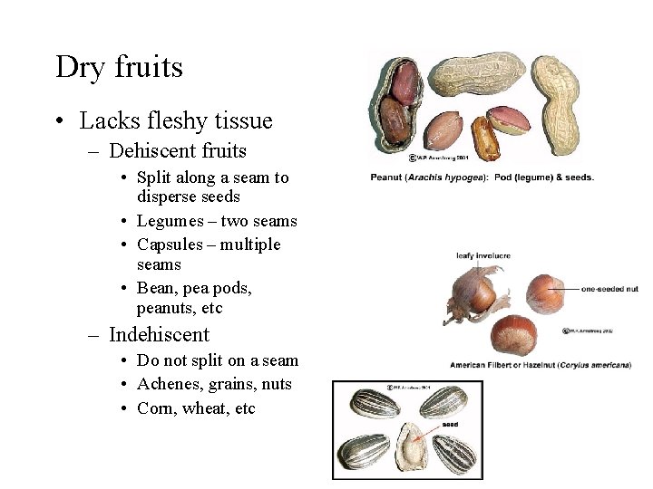 Dry fruits • Lacks fleshy tissue – Dehiscent fruits • Split along a seam