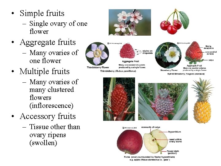  • Simple fruits – Single ovary of one flower • Aggregate fruits –