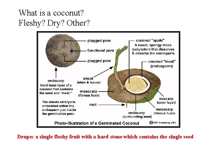 What is a coconut? Fleshy? Dry? Other? Drupe: a single fleshy fruit with a What is a coconut? Fleshy? Dry? Other? Drupe: a single fleshy fruit with a