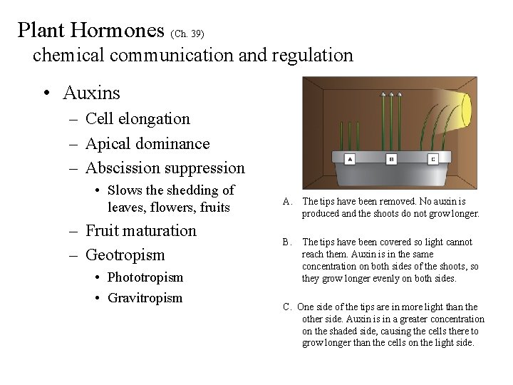 Plant Hormones (Ch. 39) chemical communication and regulation • Auxins – Cell elongation –