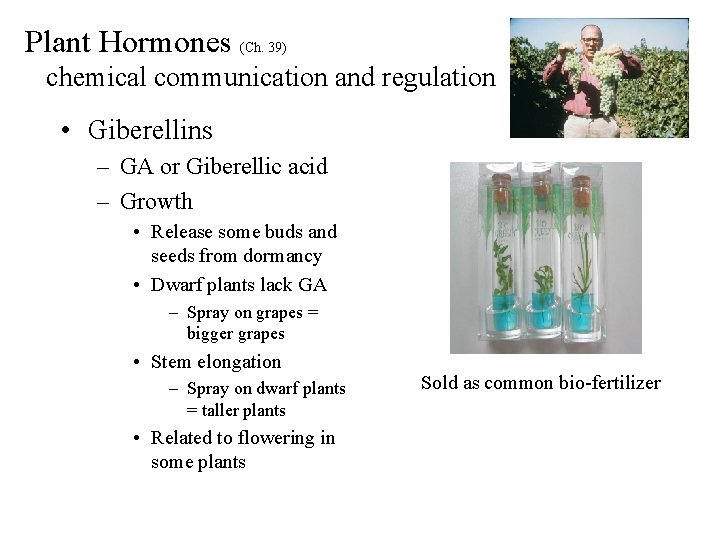 Plant Hormones (Ch. 39) chemical communication and regulation • Giberellins – GA or Giberellic