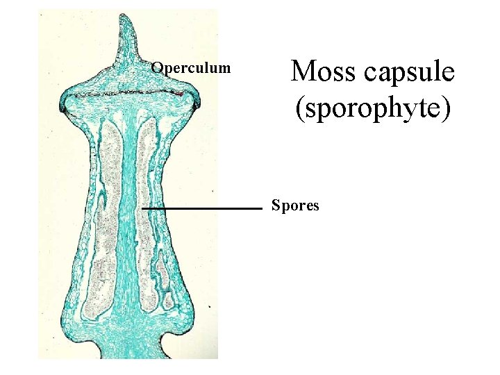 Operculum Moss capsule (sporophyte) Spores 