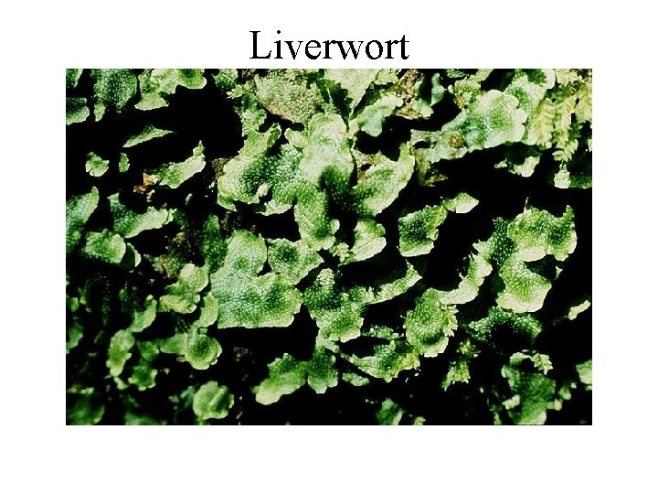 Liverwort 