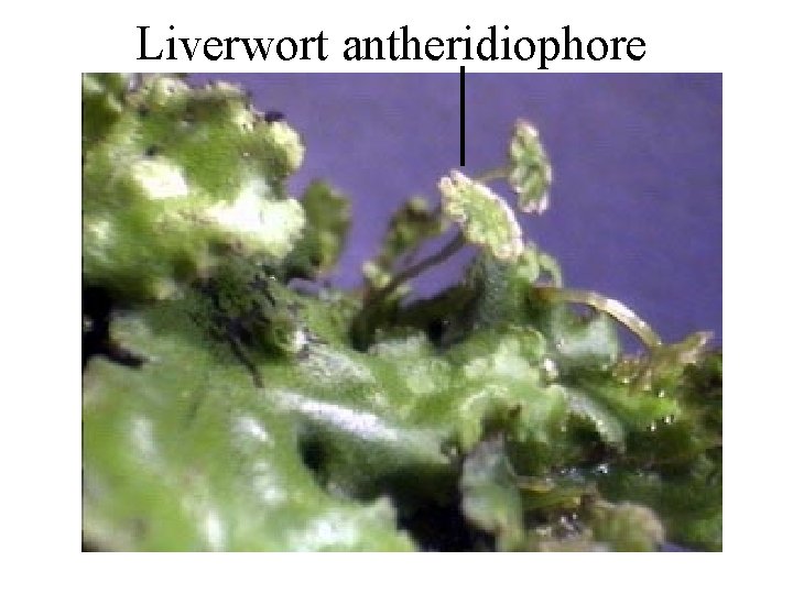 Liverwort antheridiophore 