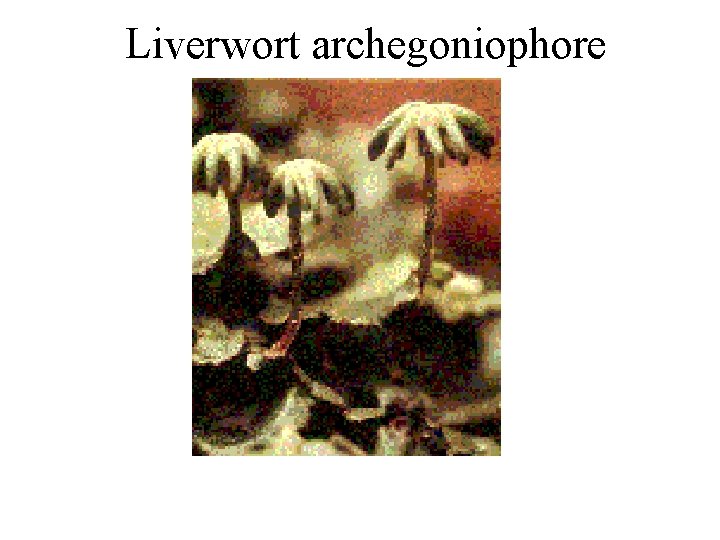 Liverwort archegoniophore 