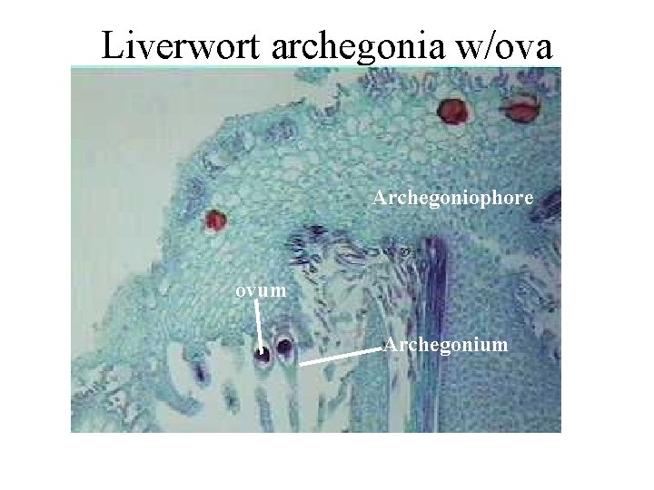 Liverwort archegonia w/ova Archegoniophore ovum Archegonium Liverwort archegonia w/ova Archegoniophore ovum Archegonium