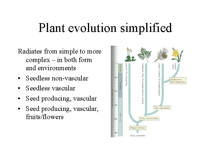 Plant evolution simplified Radiates from simple to more complex – in both form and Plant evolution simplified Radiates from simple to more complex – in both form and